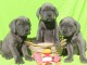 Dons chiot Cane Corso disponible 