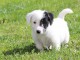 Je donne chiot jack ressel disponible 