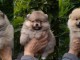 B&eacute;b&eacute; chiot Spitz allemand disponible 