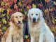 Chiot golden retriever m&acirc;le a donner 