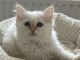 b&eacute;b&eacute; chaton sacr&eacute; Birmanie pour adoption 