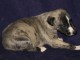 chiot whippet a donner contre bon soin 
