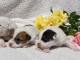chiot jack ressel disponible pour adoption 