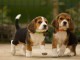 b&eacute;b&eacute; chiot beagle disponible 