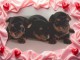 chiot Yorkshire terrier disponible 