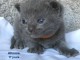 Chaton ch&acirc;treux disponible pour adoption 