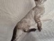 chaton Bengal disponible m&acirc;le 