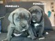 chiot cane corso disponible 