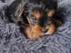 adorable chiot Yorkshire terrier 