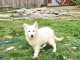 b&eacute;b&eacute; chiot berger blanc suisse adoption 