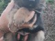b&eacute;b&eacute; chiot berger allemand disponible 