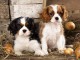 Chiots Cavalier King Charles 