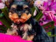 b&eacute;b&eacute; chiot Yorkshire femelle 