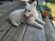 chiot berger blanc suisse disponible 