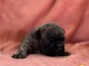 b&eacute;b&eacute; chiot bouledogue fran&ccedil;ais 