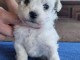 chiot bichon fris&eacute; femelle a donner 