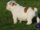 chiot bulldog anglais m&acirc;le a donner 