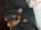 je donne chiot Yorkshire 