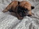 chiot bouledogue fran&ccedil;ais &agrave; donner 