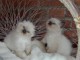 b&eacute;b&eacute; chaton sacr&eacute; Birmanie pour adoption 
