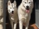 chiot husky sib&eacute;rien m&acirc;le et femelle int&eacute;ress&eacute; contactez moi 