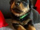 chiot rottweiler &agrave; donner 