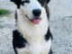Chiots Welsh Corgi Cardigan &agrave; donner 