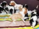 Chiots Cavalier King Charles &agrave; r&eacute;server 