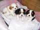 Chiots Cavalier King Charles &agrave; r&eacute;server 
