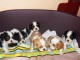 Chiots Cavalier King Charles &agrave; r&eacute;server 