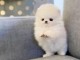 Chiots Pomeranian Teacup affectueux &agrave; vendre.
