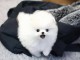 Magnifiques chiots Pomeranian Teacup &agrave; vendre.