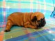 chiot bouledogue fran&ccedil;ais &agrave; donner 