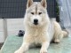 chiot husky sib&eacute;rien adorable 