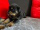 chiot rottweiler disponible pour adoption 