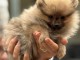 chiot spitz allemand a donner a petit prix 600&euro;