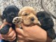 adorable chiot cocker anglais disponible 