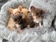 Chiots Chihuahuas &agrave; DONNER 