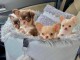  Chiots Chihuahuas &agrave; DONNER 