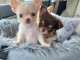  Chiots Chihuahuas &agrave; DONNER 