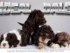 Chiots Lagotto Romagnolo &ndash; Inscrits FCI, hypoallerg&eacute;niques, &eacute;lev&eacute;