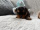 chiot Yorkshire femelle &agrave; donner 