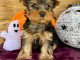 chiot Yorkshire terrier femelle 