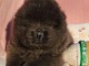 magnifique chiot chow chow disponible 