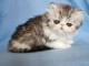 magnifique chaton persan disponible 