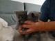 magnifique chaton ch&acirc;treux disponible 