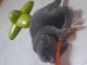 chaton ch&acirc;treux disponible 