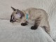 chaton Bengal m&acirc;le a donner 