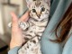 Bengal disponible pour adoption 