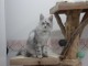 chaton maine coon m&acirc;le disponible pour adoption 